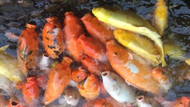 Вечно голодные рыбки Кои. смотреть онлайн