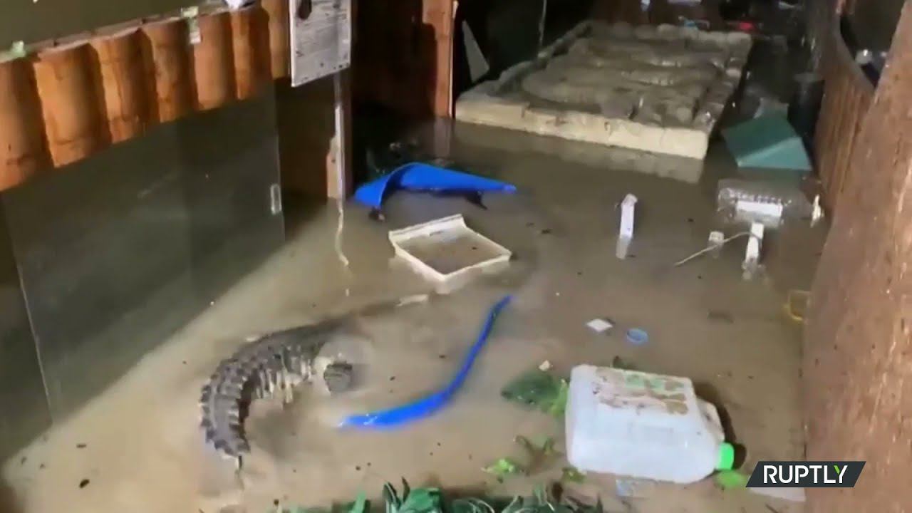 В Ялте после потопа гуляют крокодилы, все животные спасены смотреть онлайн