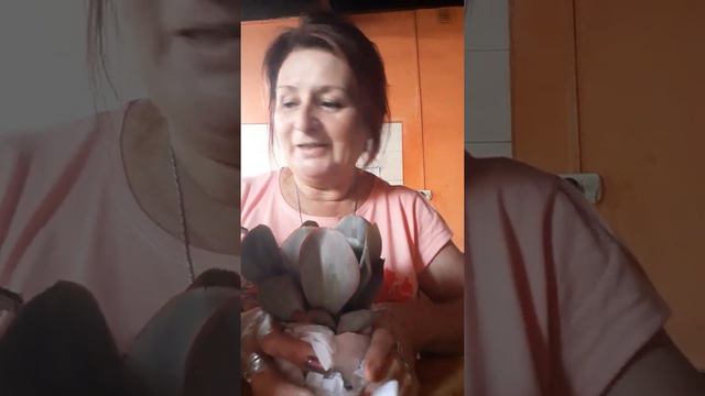 las Sucus que recibí de Fabi, de Irupé Irupé, su face. Y por aquí Irupé Suculenteando смотреть онлайн