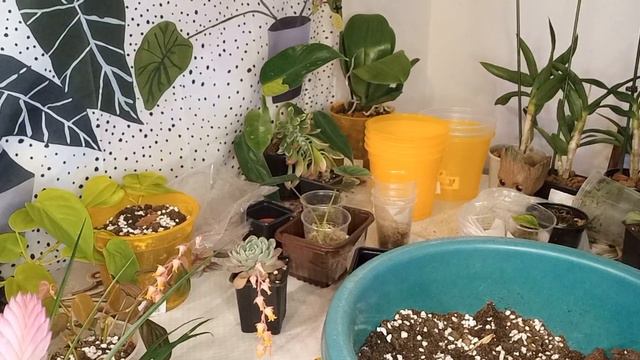 💚Обзор цветочного магазина и растений во дворе, размножаю филодендрон верукозум, сажаю алоказии🤗🥰💚 смотреть онлайн