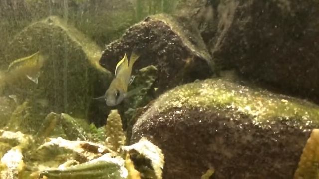 My 40g cichlid tank and 20g vivarium смотреть онлайн