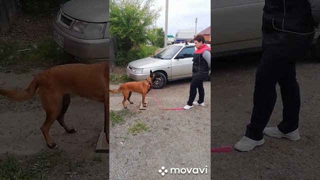Бельгийская овчарка малинуа. 9 месяцев смотреть онлайн