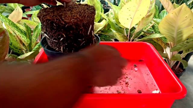 Massive Roots of Aglaonema II How to Make Massive Roots and Healthy Aglaonema II WA 8240938880 смотреть онлайн