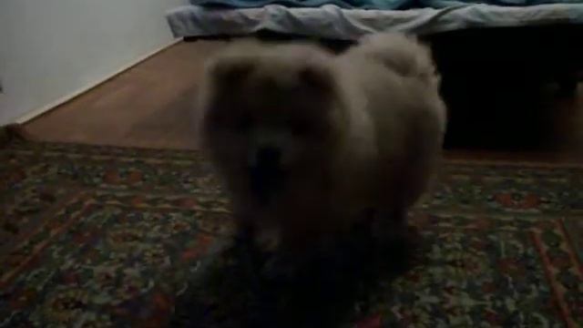 чау чау смотреть онлайн