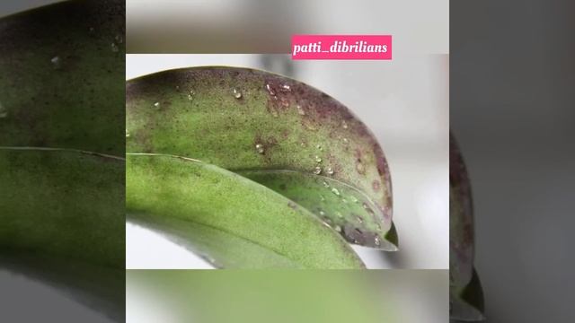 ТЛЯ НА ОРХИДЕИ! ЧТО ДЕЛАТЬ? СРЕДСТВО БОРЬБЫ С ТЛЕЙ! смотреть онлайн