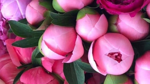 Peony Garden🌸Peony Photographs💞 #peony #peonygarden #peonyphotos #peonyfarm смотреть онлайн