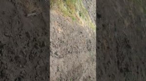 Итог обработки Раундап и По всходам картошки Препаратом Титус