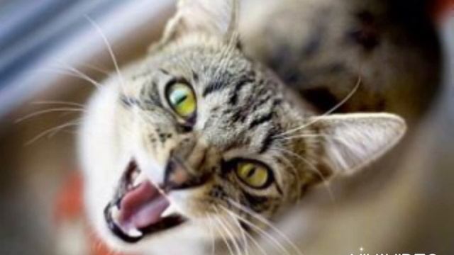 Кошка зовет кота. Звук кошки. Звуки для кота. Звук для котов. Дразнить кота. Sound for the cat. смотреть онлайн