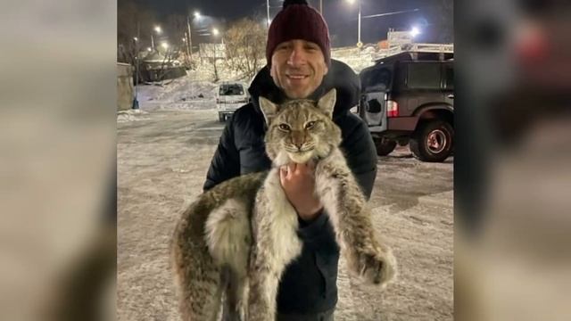 A man rescued a WILD LYNX. What happened next is INCREDIBLE! смотреть онлайн