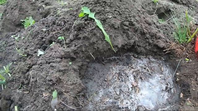 Арбузы выращивать в открытом грунте в Сибири просто! смотреть онлайн