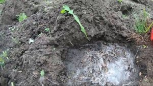 Арбузы выращивать в открытом грунте в Сибири просто!