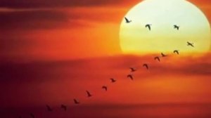 Петр Лещенко   Журавли xvid