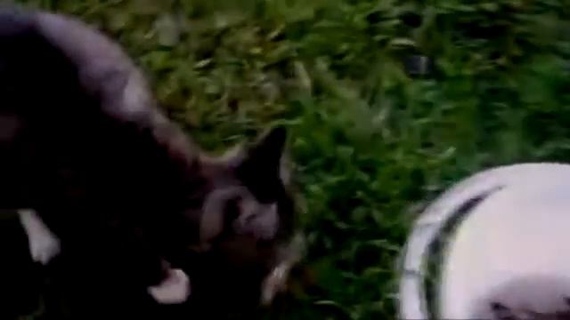 Смешные кошки #2. Кошка ловит рыбу. смотреть онлайн