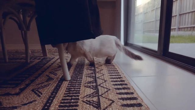 Day 2: Bi Colour Ragdoll Meet Chocolate Seal Point Ragdoll смотреть онлайн