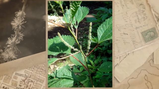 Бемерия крупнолистная (Boehmeria macrophylla) смотреть онлайн