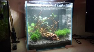 Запуск аквариума для креветок. Всё в одном выпуске.