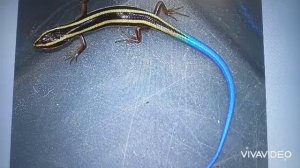 Почему отрывается хвост у ящерицы?