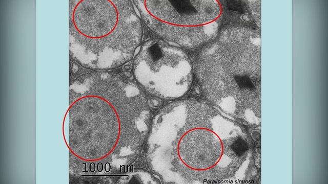 Новости СПбГУ: Science lunch СПбГУ