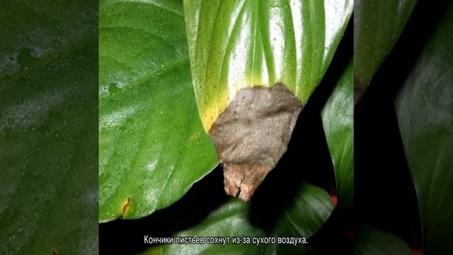 Почему сохнут кончики листьев у комнатных растений смотреть онлайн