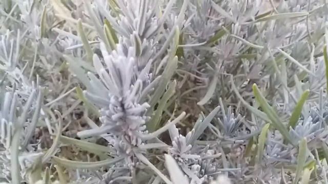 Лаванда после стрижки смотреть онлайн