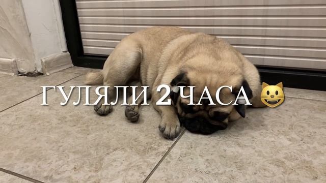 Мопсовлог #14 Завязываем ушки мопсу, стрижём когти)) Нашла кость под подушкой ??♀️ смотреть онлайн
