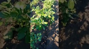 Агромаш МТ 110. Финальное окучивание картофеля.