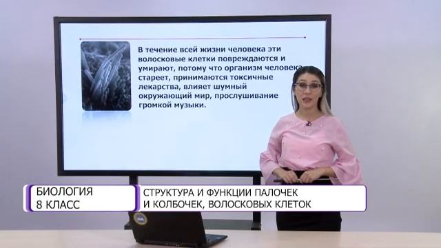 Биология. 8 класс. Структура и функции палочек и колбочек, волосковых клеток /02.03.2021/ смотреть онлайн