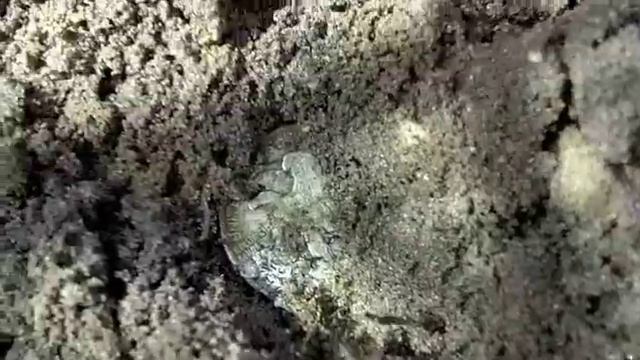 Michigan Metal Detecting Multiple Silver Finds with a Minelab E-Trac 3/25/2011 смотреть онлайн