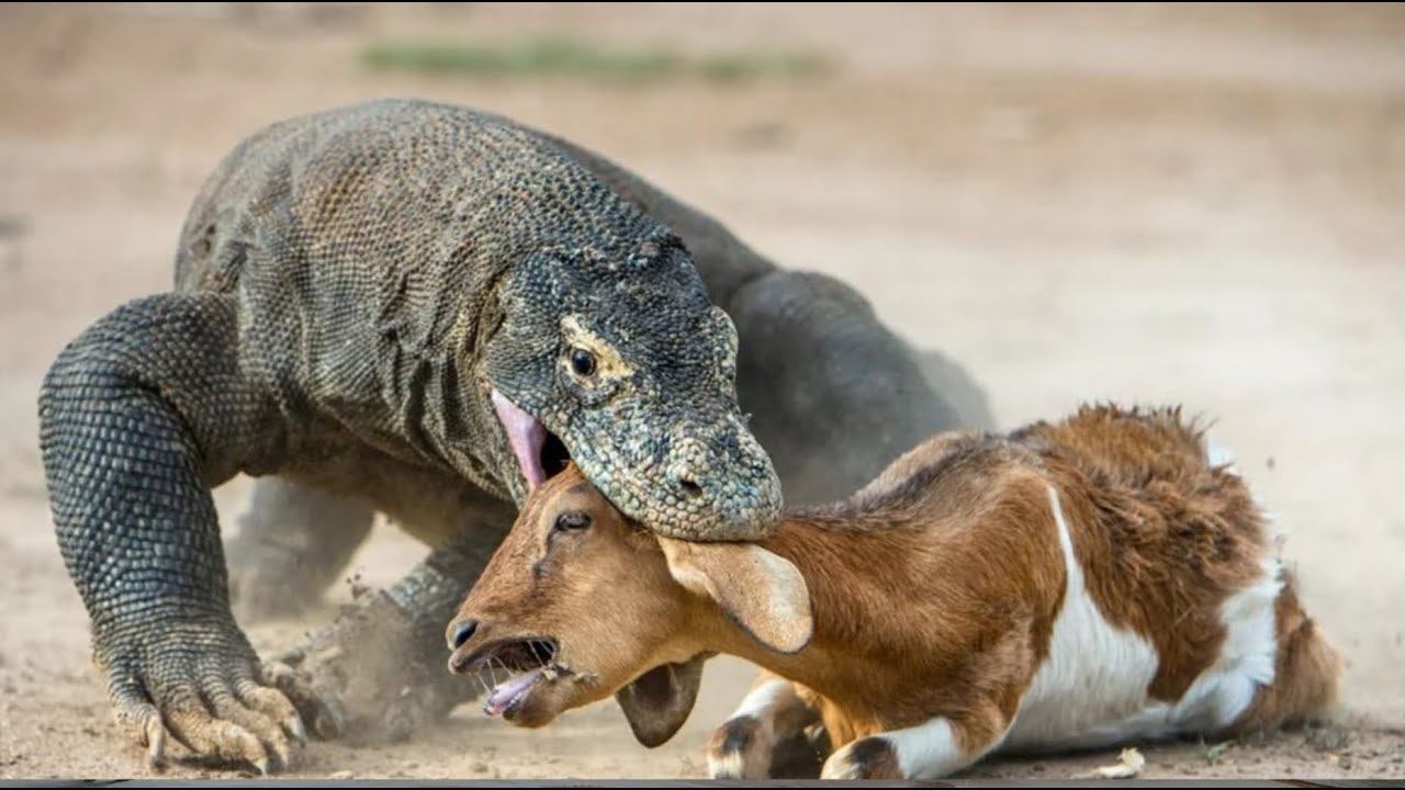 Вараны с острова Комодо. Как живут хищники в их естественной среде смотреть онлайн