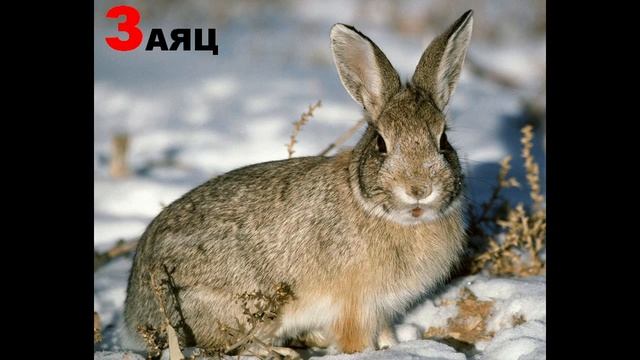 Учим буквы - видео для малышей (Буква З) смотреть онлайн