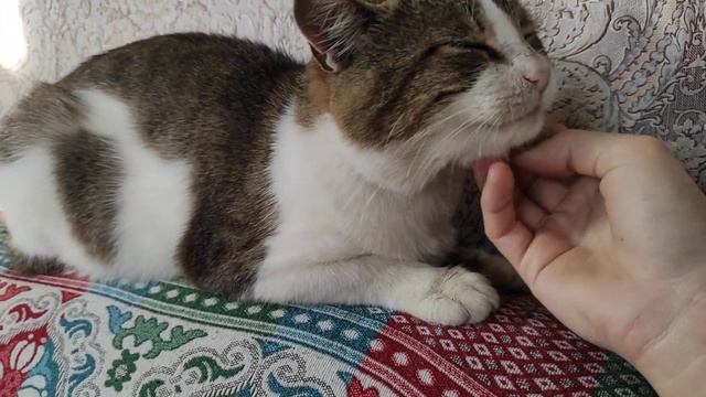 Пришел Кот злой и не доволен чем-то. Мурчик съел мышь. смотреть онлайн