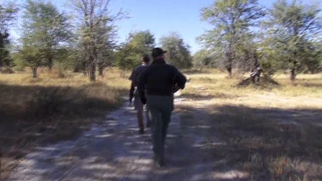 ОХОТА в АФРИКЕ, Зимбабве, Чириса май 2013 (Super Hunting In Africa, Leopard, Zimbabwe, Chirisa 2013