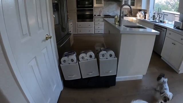How my Dogs React To The Height Challenge смотреть онлайн