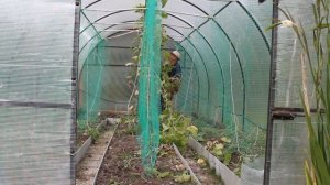 Опора для огурцов в теплице часть 2