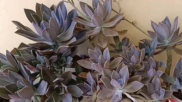 Succulents-Echeveria Succulent || Complete Care Of Echeveria Succulent || Fahmida's Gardening 🌵🌼