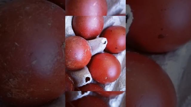 инкубационное яйцо черномедные мараны зарайск январь 2022 года смотреть онлайн