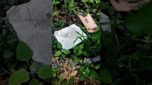 Алыча «Кубанская комета» как размножить!