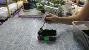 Лучший способ вырастить НЕЗАБУДКУ из семян ! Рассада посев пикировка удобрение полив уход