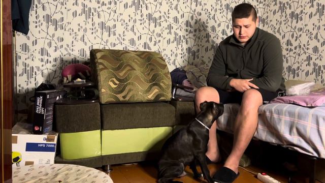 Знакомьтесь, питбуль Перс, базовые команды! Обучение собаки, дрессировка собак #pitbull смотреть онлайн