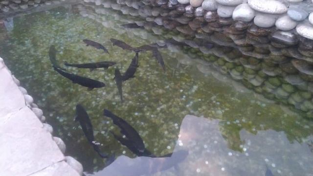 Рыбка плещется в пруду ( а потом на сковороду). Форель живая и жареная. смотреть онлайн