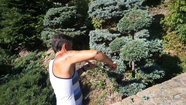Ниваки из кипарисовика! Аристократ сада! смотреть онлайн
