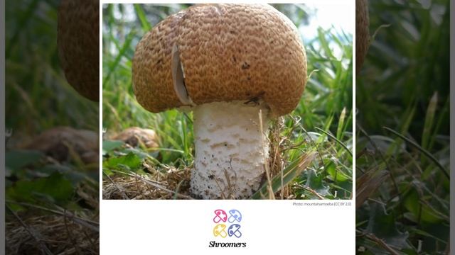 The prince (Agaricus augustus) | Lookalikes | Practical Short Profile | Shroomers смотреть онлайн
