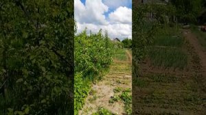 Яблоня Весялина, двухлетка, цветение