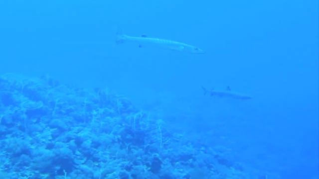 Shark Mania - Philippines 2012 - HD! смотреть онлайн
