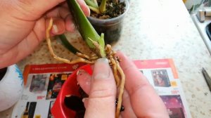 Можно ли вырастить камбрию из одной бульбы??