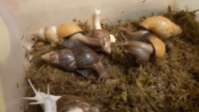 Мои улитки родашки дали кладку( В ОПИСАНИЕ)