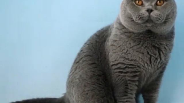 Топ 6 котиков смотреть онлайн