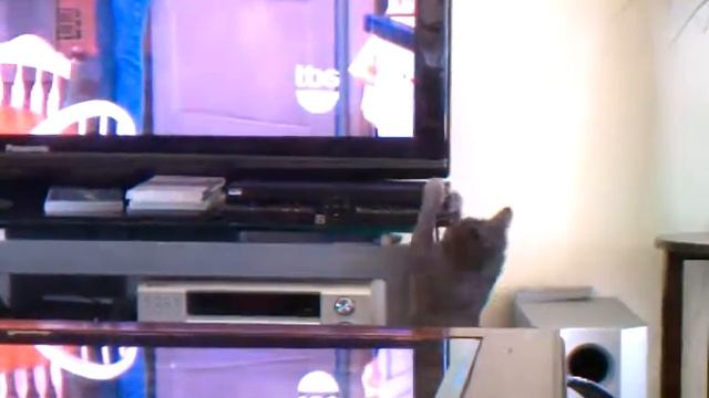 Cat falls off hd receiver. смотреть онлайн