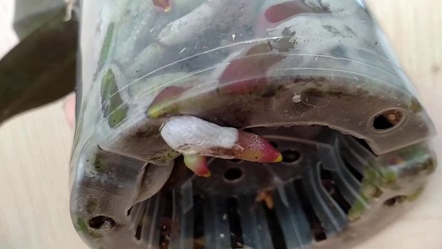 ОТ ЭТОГО орхидеи ФЕЕРИЯ! корни орхидеи ПОСЛЕ ФИТОСПОРИНА лезут везде! орхидеи УЗНАЮТ ПОЛЬЗУ! смотреть онлайн