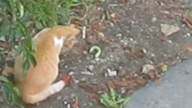 Симферополь 2010 Кошка и гусеничка смотреть онлайн